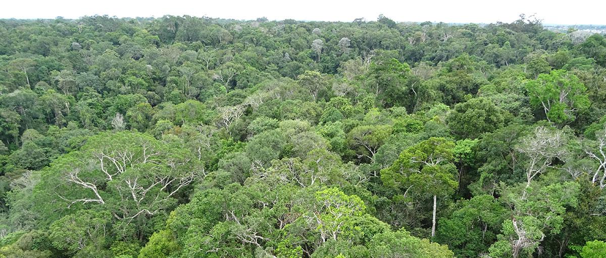 Parts of the Amazon region are currently receiving less rain than previously and this trend is expected to worsen as the region warms due to rising greenhouse gas emissions. Photo: A. Staal