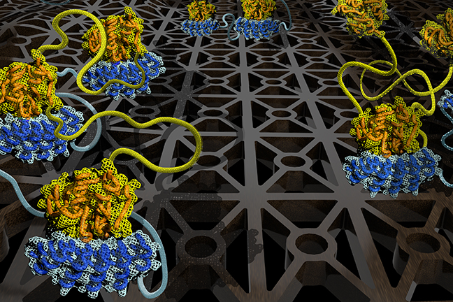 This illustration highlights a small sampling of the 78 unique binding configurations that arise when molecule chains with three binding sites interact. The research team developed a computational model that can predict how key parameters can be “dialed up” or “dialed down” to control how such molecules with more than one binding site interact with one another. This should accelerate biological research and discovery of new medicines. Image credit: Errington et al., University of Minnesota