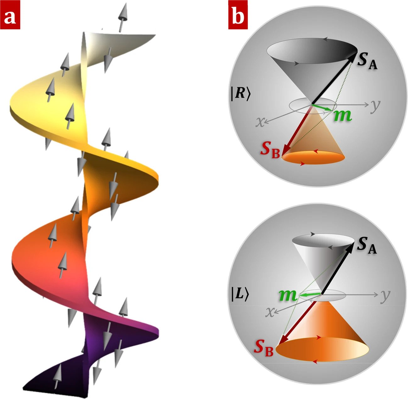 a Twisted magnon beams propagating along a cylindrical AFM waveguide with two magnetic sublattices A (up arrows) and B (down arrows). b Degenerate right- and left-handed spin wave modes, \left|L\right\rangle and \left|R\right\rangle dominated by the sublattice A and B, respectively. The small magnetization (green arrows) is defined as {\bf{m}}=\left.({{\bf{S}}}_{A}+{{\bf{S}}}_{B})/2S\right).