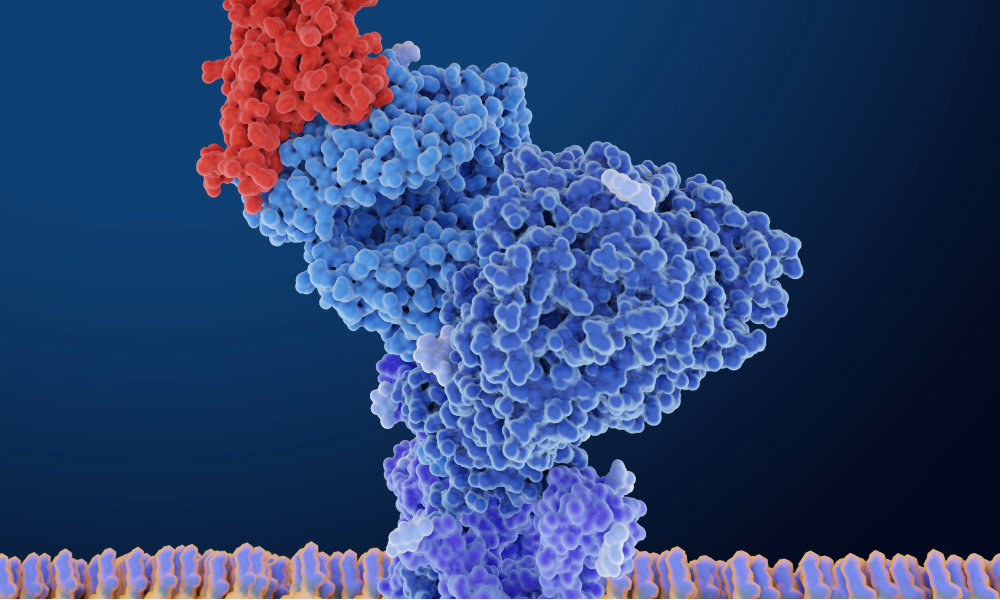 Illustration of an Angiotensin-converting enzyme 2 (ACE2) receptor (blue) on a human cell bound to a molecular model of a coronavirus spike (S) protein (red). Using an evolutionary approach, University of Rochester researchers revealed a number of candidate protein partners for ACE2 that could have direct bearing on the acute and chronic complications of COVID-19. (Getty Images)