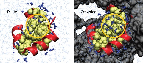 Figure 1: Under crowded conditions (right), more water molecules (blue) are found in the hydrophobic region (circled) of the villin protein (green and red), compared to dilute conditions (left). Neighboring proteins are colored black.