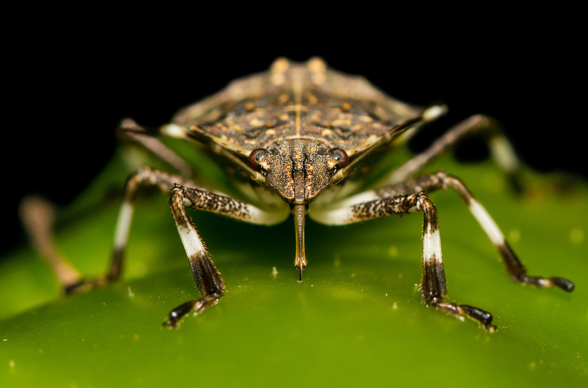 A brown marmorated stink bug feeding on a pepper. These bugs are generalists and are known to eat nearly 170 different kinds of plants. Photo by Jason Ondreicka on iStock.