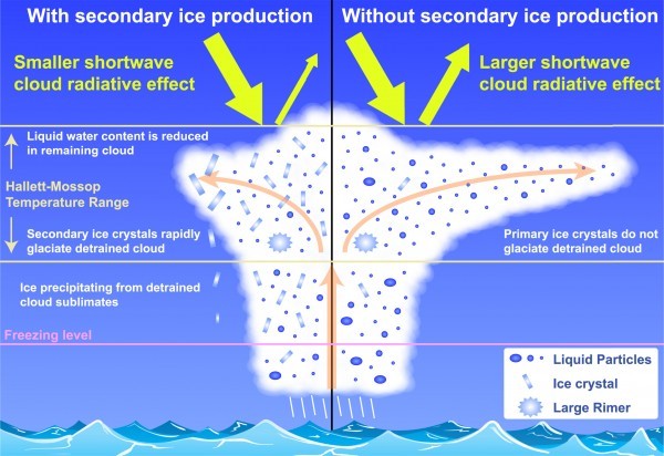 How ice behaves inside clouds affects the clouds’ 3-D shape and how much sunlight is reflected back to space. Arrows at the top show that the cloud on the left reflects less sunlight (smaller arrow) than the cloud on the right, so more solar energy reaches the ocean’s surface. On the left, a large rimer, or ice chunk (blue sunburst) attracts liquid water, which freezes and then shatters to create shards (blue rectangles). These shards grow as more water freezes to them, so shattering allows ice particles to grow in clouds at the expense of liquid drops. As these faster-growing, larger, ice shards fall (left side) less liquid water is left to spread out and disperse horizontally (right side).