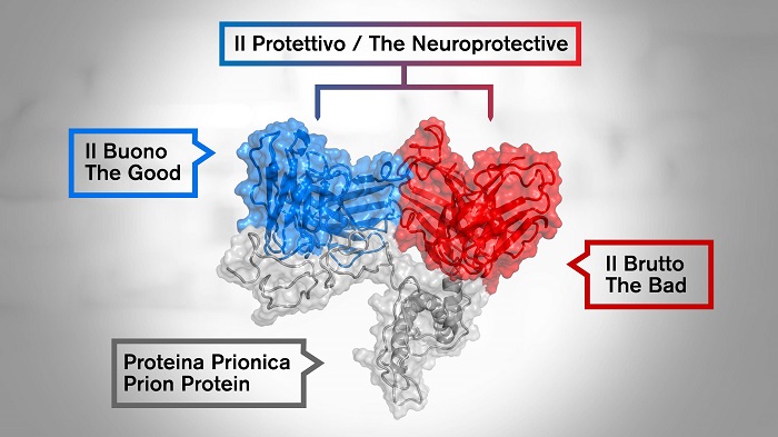 An artificial antibody capable of protecting from prion in the laboratory even if administered when signs of the disease are already apparent. The double antibody is formed by a combination of a neurotoxic antibody (red) and a non-protective one (blue). Their interaction with prion protein (grey) is shown.