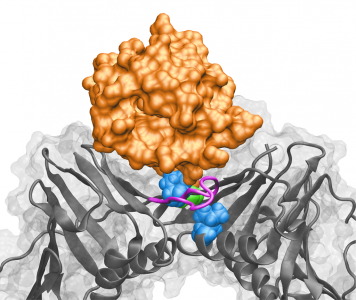 A model of ubiquitinated PCNA, refined using multiscale dynamics simulations and protein-docking experiments, shows ubiquitin (orange) binding in a groove above a PCNA subunit interface. Mutations known to interfere with translesion synthesis (blue and green) are directly beneath. The conformation of the J-loop (purple), a structural element of PCNA, is affected by mutations at the subunit interface. Image courtesy Ivaylo Ivanov.