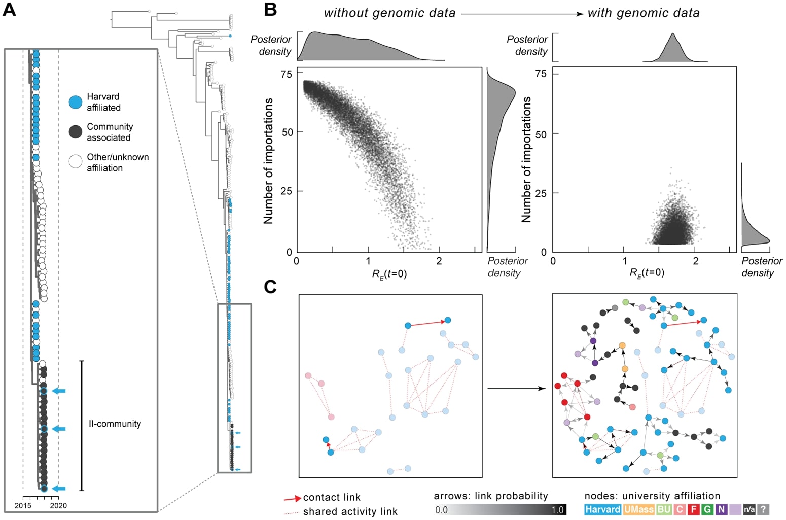 Epidemiological modeling and transmission reconstruction. (A) Zoom view of Clade II-community and its ancestors. Arrows: individuals affiliated with both II-community and Harvard. (B) Number of importations into Harvard calculated without (left) and with (right) viral genetic information as input. Each point represents a sample from the posterior distribution of RE(t = 0) and the number of introductions, based on simulated transmission dynamics. (C) Transmission reconstruction of individuals within Clade II-outbreak; samples are colored by institution affiliation (light purple: other institution; n/a: no affiliation; question mark: unknown affiliation). Left: reconstruction using epidemiological data only; all individuals in Clade II-outbreak with known epidemiological links (red arrows) are shown. Right: reconstruction using mumps genomes and collection dates. Arrow shading indicates probability of direct transmission between individuals (minimum probability shown: 0.3); cases with 1 or more inferred links are shown and are colored by institution. Arrows outlined in red represent transmission events identified by both genomic and epidemiological data. Faded nodes are those only connected by shared activity links (i.e., no inferred or known direct transmission). BU, Boston University; Harvard, Harvard University; RE, effective reproduction number; UMass, University of Massachusetts Amherst.