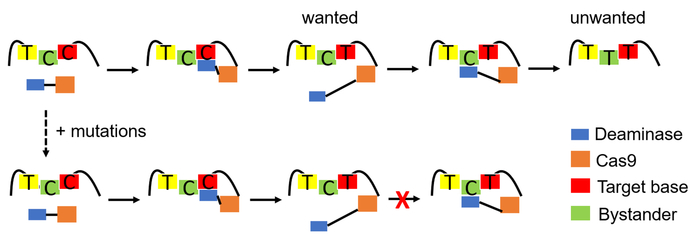 A new strategy by Rice University scientists seeks to avoid gene-editing errors by fine-tuning specific CRISPR-base editing strategies in advance. Their theoretical framework is intended to eliminate trial and error in the design of a library of editors.  CREDIT Qian Wang/Rice University