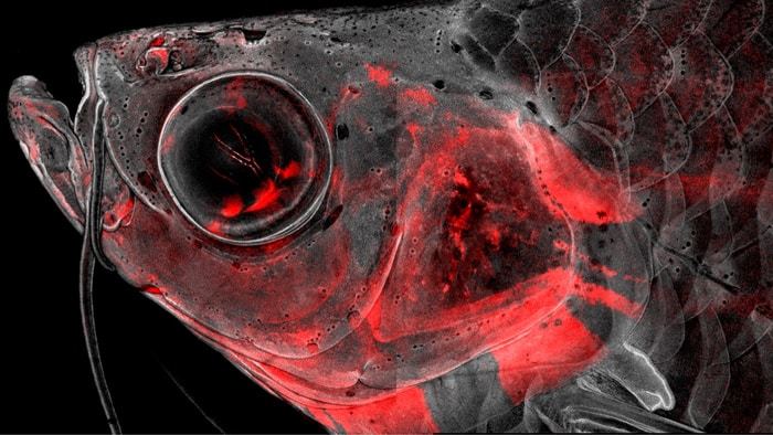 Confocal microscopy image of an adult zebrafish head with neural crest-derived cells in red. The Crump lab has used single-cell sequencing to understand how these cells build and repair the head skeleton, with implications for understanding human craniofacial birth defects and improving repair of skeletal tissues.  CREDIT Image courtesy of Peter Fabian