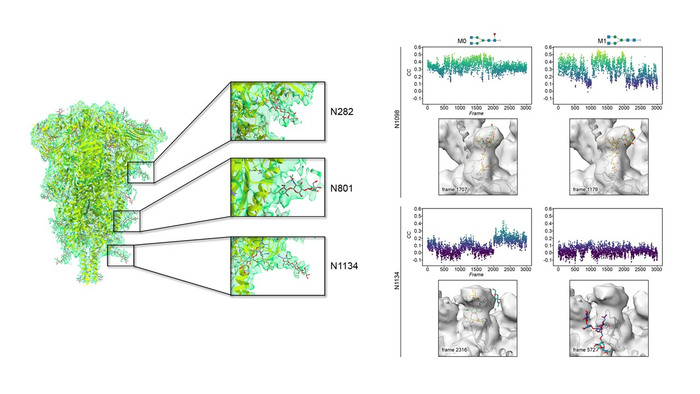 Right: glycans showing very conserved geometries around crucial glycosidic bonds near to the protein. Left: Sugars located at the so-called S2 domain which is proximal to the viral membrane  CREDIT Nicola Abrescia, Gonzalo Jiménez Osés. Modified from Frontiers in Microbiology