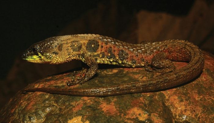 Potamites montanicola, classified as ‘Critically Endangered’ by automated the assessment method and as ‘Data Deficient’ by the IUCN Red List of Threatened Species.  CREDIT Germán Chávez, Wikimedia Commons (CC-BY 3.0, https://creativecommons.org/licenses/by/3.0)