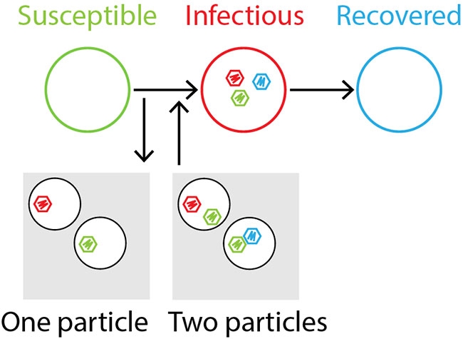 Figure 1. The Susceptible-Infectious-Recovered model to understand multipartite viruses. Many infectious diseases are modeled by the Susceptible-Infectious-Recovered model. In this model, when a susceptible individual (someone who don't have the disease) meets an infectious individual (someone who have the disease and can spread it), the susceptible can become infectious. After some time the infectious can become recovered (someone who don't have the disease and can't get it). This model has to be modified so that the infection step (when susceptible becomes infectious) describes the accumulation of virus particles until the individual has a complete viral genome.