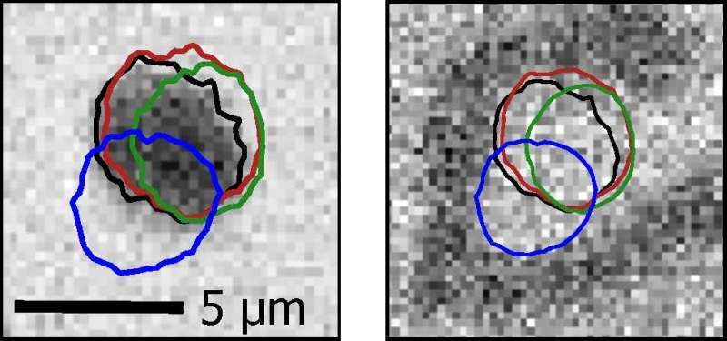 ©: Raphael Gruber The boundaries of differently shaped skyrmions (left) are found at coinciding positions. And even the boundaries of stripe-like structures (right) match those positions.