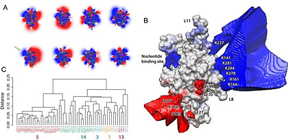 (A) Electrostatic properties of the kinesin family. Electrostatic properties of different kinesin representatives are expressed as a color spectrum ranging from positive (blue) to negative (red). (B) A consensus electrostatic potential map of the kinesin family illustrating conserved charged regions. Note the consistent positive blue patch on the rear face of the protein which binds microtubules. (C) Electrostatic clustering of available kinesin structures groups functionally similar proteins. See PLoS research article for more details.