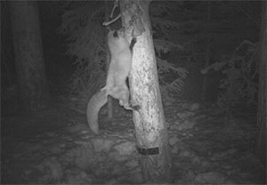 This image of a red fox is captured on a forest camera trap in northwest Wyoming. (Wyoming Game and Fish Department Photo)