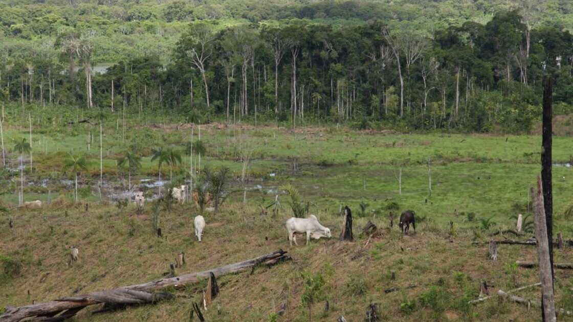 One of the main threats to Amazonian biodiversity is beef production for export. The biomass (and therefore carbon content) of the intact forest is many times larger than the biomass of the pasture and cattle together. Therefore, forest conversion releases significant amounts of carbon dioxide into the atmosphere. (Photo by Hanna Tuomisto)