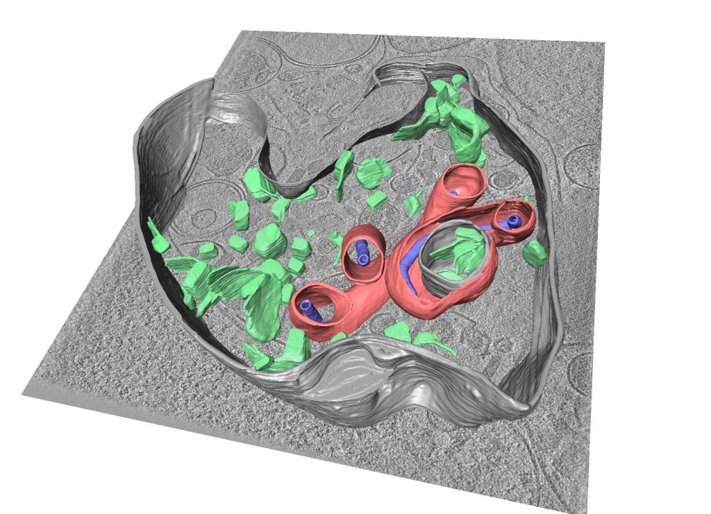 3D-segmentation of different structures related to an infection with the Ebola virus. Three tube-like viruses are present, with their membranes shown in red. To infect the cell, the viruses next have to form a fusion pore with the endosomal membrane and then release their genome through this pore and into the host cell. | © Petr Chlanda