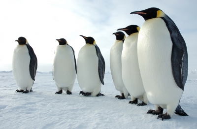 Emperor penguins. (Photo courtesy Glen Grant, U.S. Antarctic Program, National Science Foundation.)