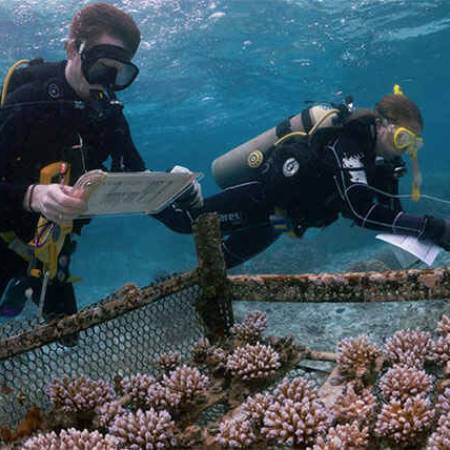 Supercomputers dive deep to predict coral survival in warming seas