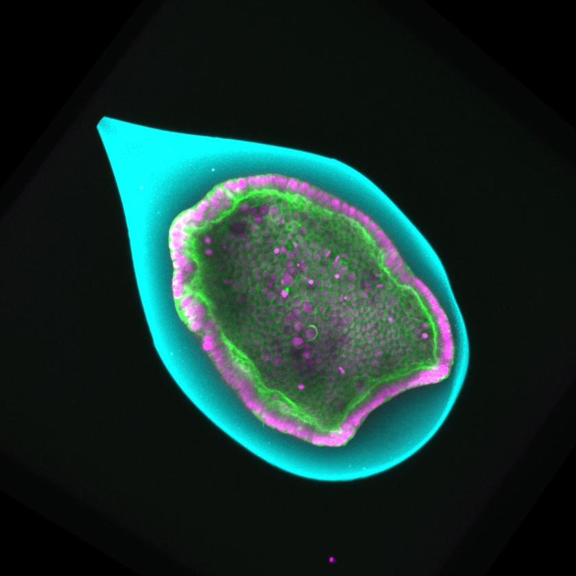 A proliferating epithelium encapsulated in a hollow sphere spontaneously invaginates.