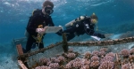 Authors of the study monitoring corals they selectively bred for high heat tolerance at an ocean nursery in Palau. Photo Credit: James Guest